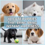 10 Cute Puppies That Bring Instant Happiness