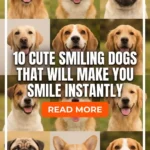 10 Cute Smiling Dogs That Will Make You Smile Instantly