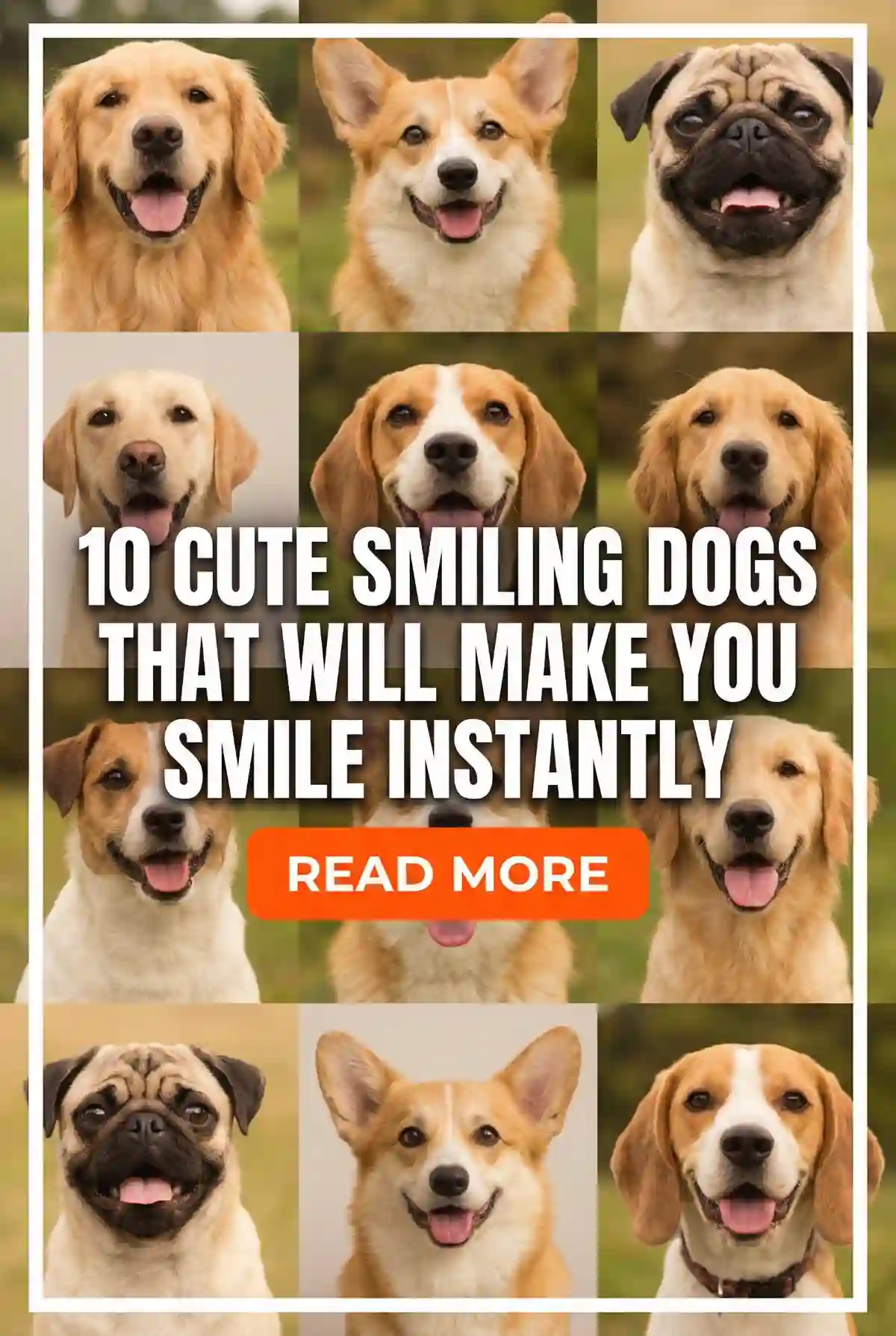 10 Cute Smiling Dogs That Will Make You Smile Instantly