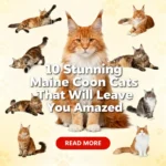 10 Stunning Maine Coon Cats That Will Leave You Amazed
