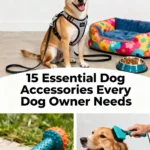 15 Essential Dog Accessories Every Dog Owner Needs