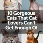 10 Gorgeous Cats That Cat Lovers Can’t Get Enough Of