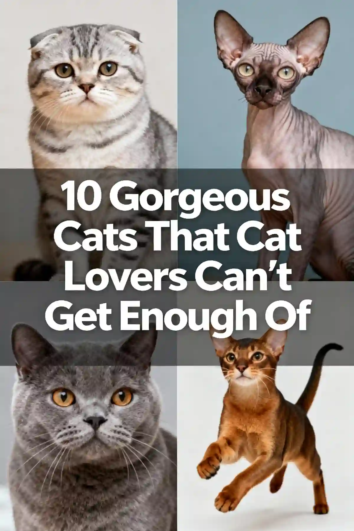 10 Gorgeous Cats That Cat Lovers Can’t Get Enough Of