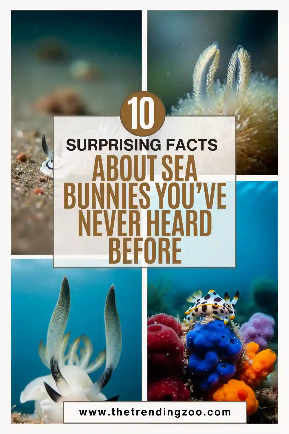 10 Surprising Facts About Sea Bunnies You’ve Never Heard Before