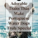 10 Adorable Traits That Make Portuguese Water Dogs Truly Special