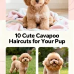 10 Cute Cavapoo Haircuts for Your Pup