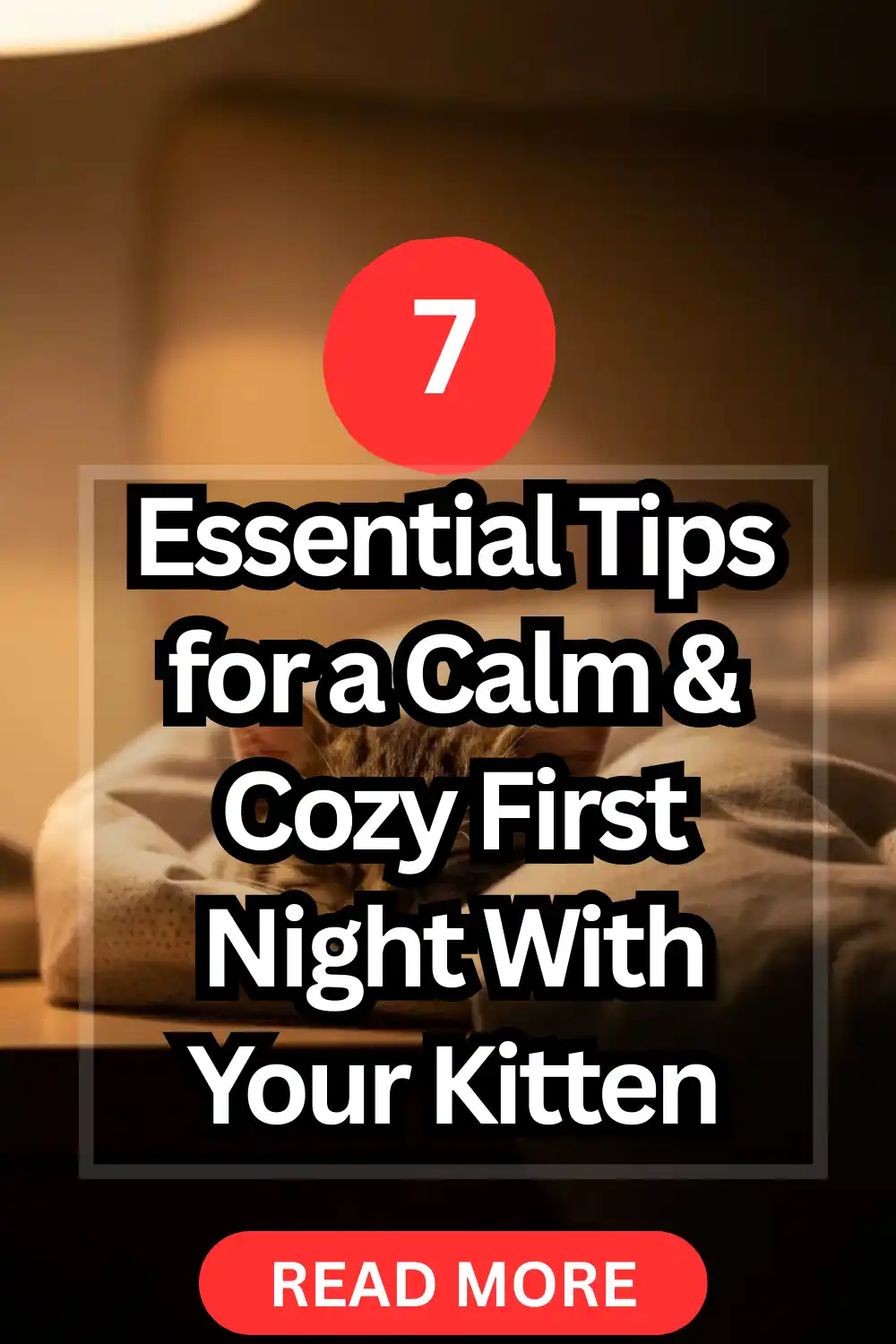 7 Essential Tips for a Calm & Cozy First Night With Your Kitten