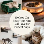10 Cozy Cat Beds Your Kitty Will Love for Perfect Naps