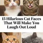 15 Hilarious Cat Faces That Will Make You Laugh Out Loud