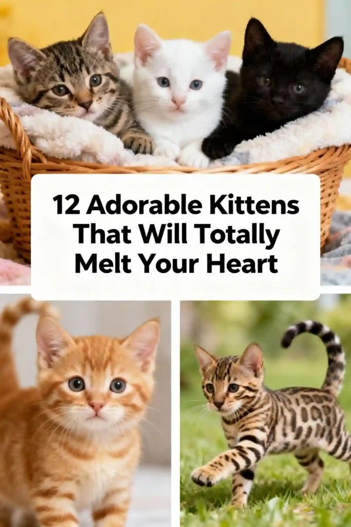 12 Adorable Kittens That Will Totally Melt Your Heart