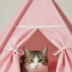 11 Pink Cat Aesthetic Ideas That Make Everything Look Better