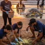 Don’t Ignore This If You Love Sea Turtles